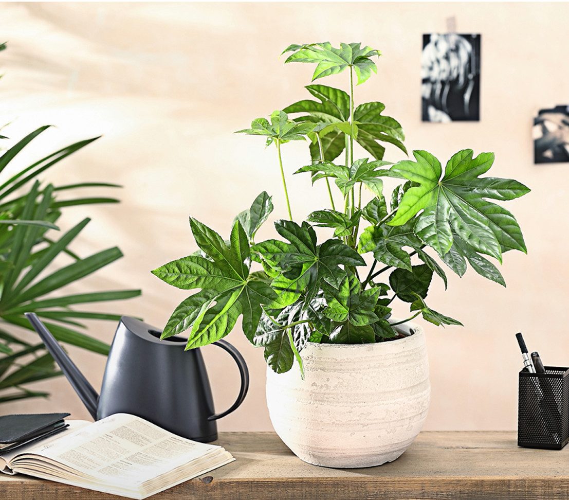 Dehner Zimmerpflanze Zimmeraralie, Fatsia japonica, mit ledrigen, mehrlappigen Blättern, pflegeleichte Zierpflanze, ideal für Pflanzenanfänger – Bild 3 von 3