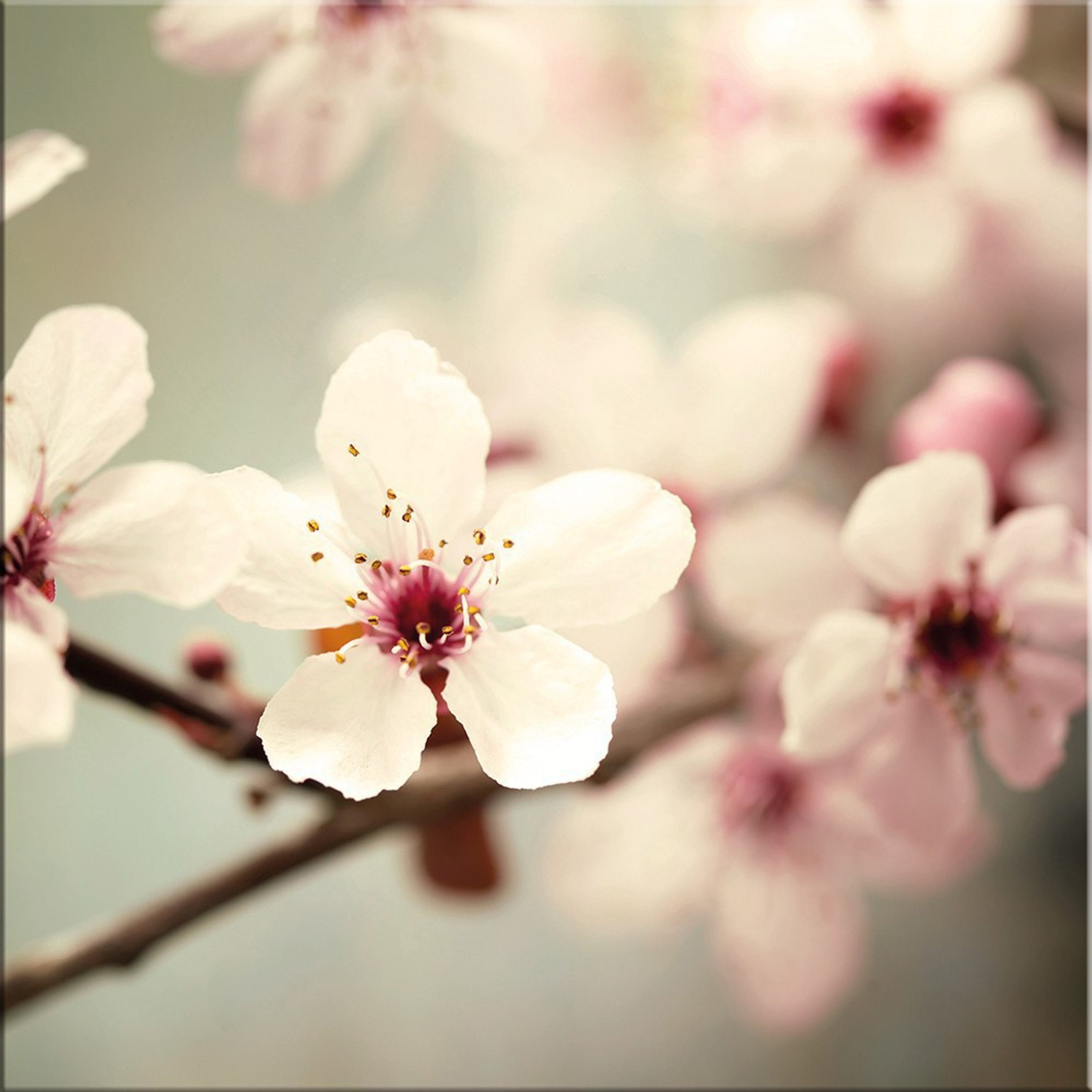 artissimo Glasbild Bild aus Glas 30x30 cm / Wandbild / Blumenbild, Blumen und Blüten: Zarte Kirschblüten in Weiß und Rosé