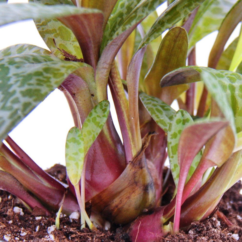 Thumbnail - Exotenherz Kaktus Scilla violacea "Leopard Lily" - Tigerblatt 12cm