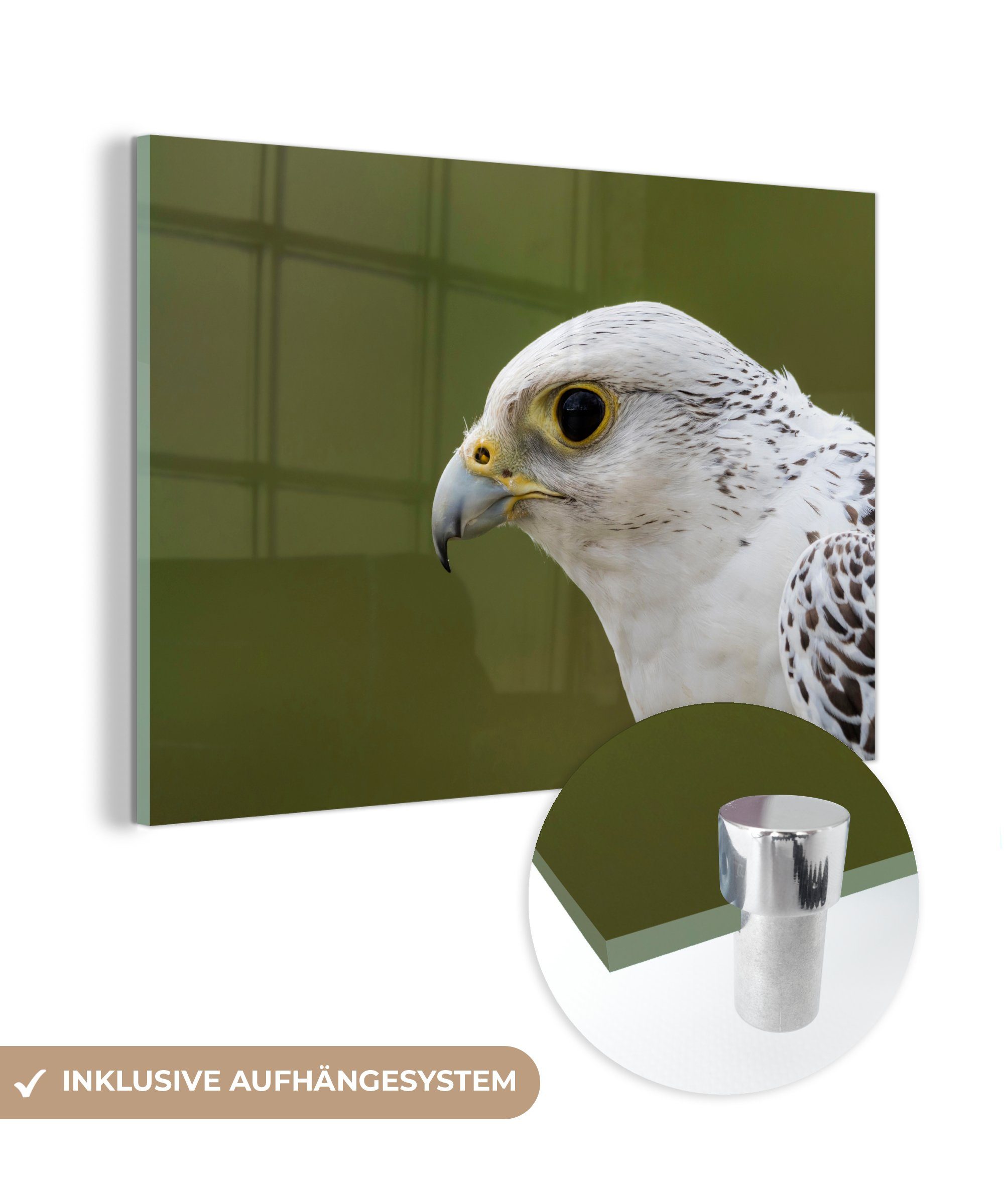 MuchoWow Acrylglasbild Falke - Hochformat - Weiß, (1 St), Acrylglasbilder Wohnzimmer & Schlafzimmer