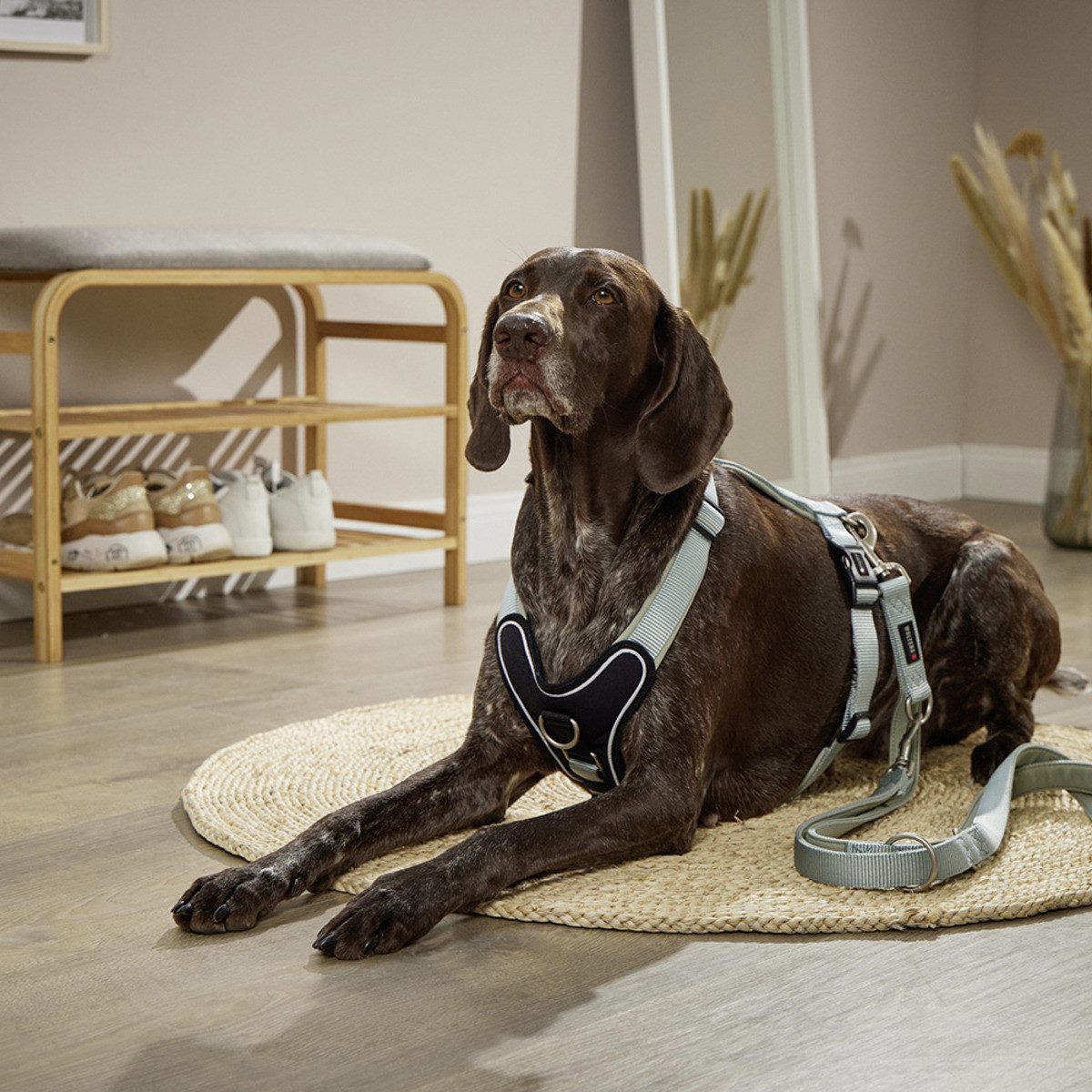 Wolters Hunde-Geschirr Geschirr Professional Comfort salbei grün