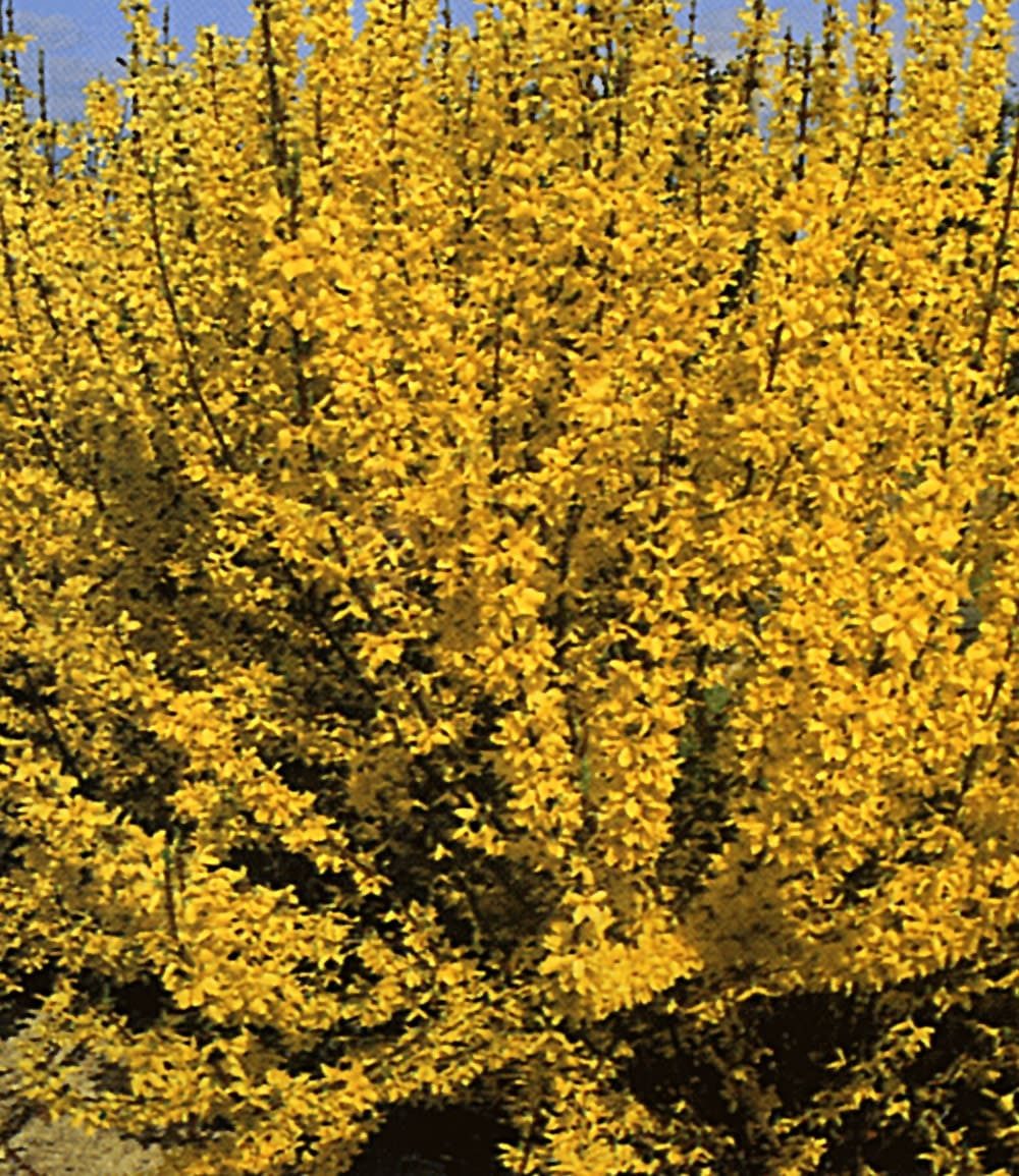 BALDUR Garten Zierstrauch Forsythie, 1 St., Heckenpflanze,winterhart, blickdicht, pflegeleicht