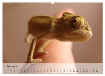 CALVENDO Wandkalender Kleine Reptilien (Premium, hochwertiger DIN A2 Wandkalender 2023, Kunstdruck in Hochglanz)