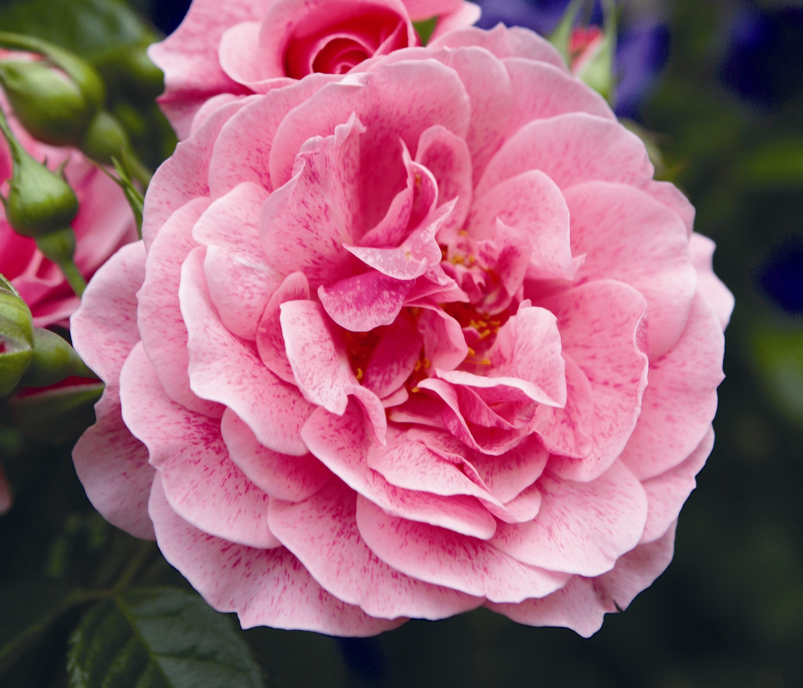 Dehner Rose Kletterrose Camelot®, große gefüllte rosa Blüten, nach Zitrone duftend, Züchter Tantau
