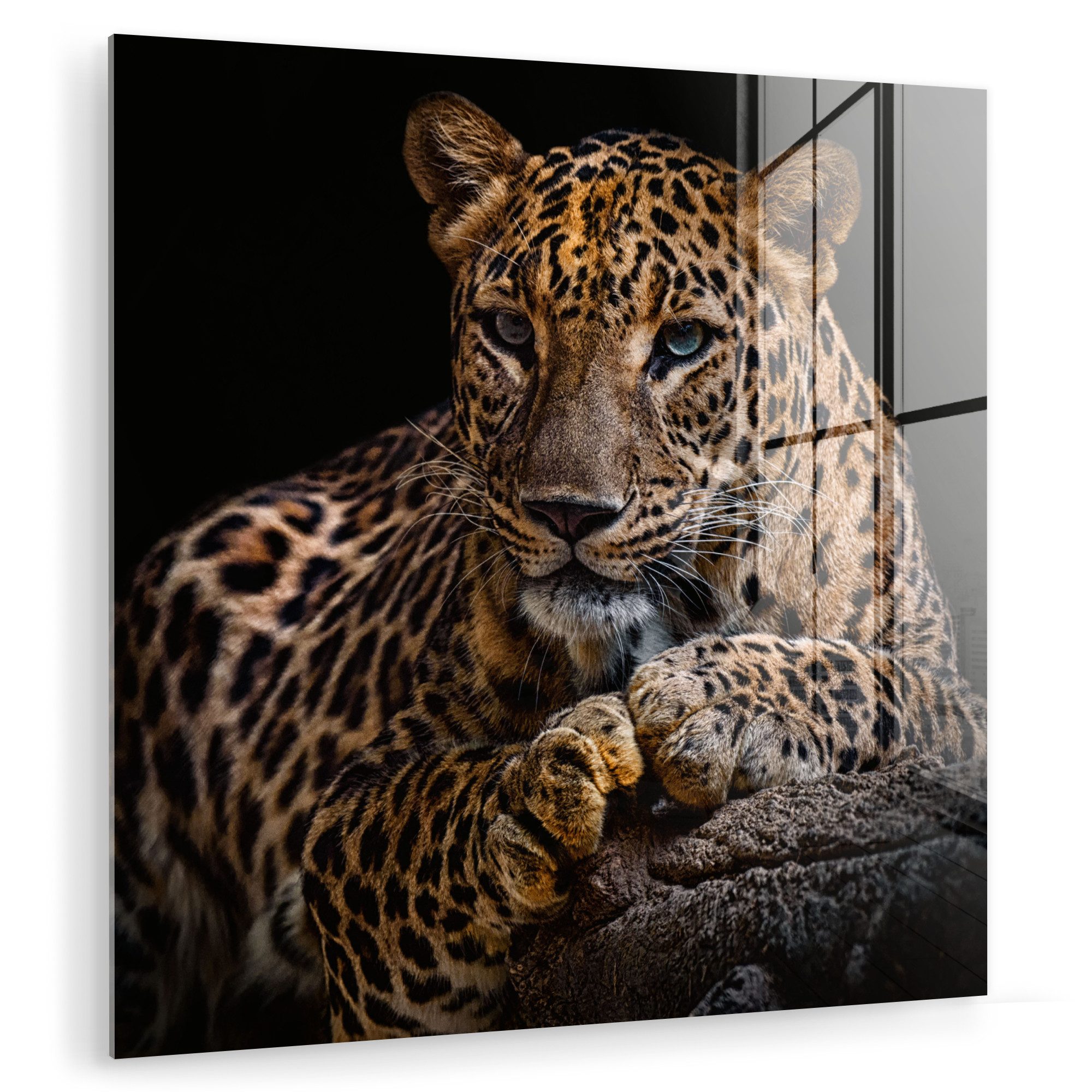 MuchoWow Acrylglasbild Wildtiere - Panther - Porträt - Schwarz - Tiere, Inkl. Aufhängung, Bilder auf Glas Wandbild, Wanddeko Wohnzimmer Badezimmer, 20x20 cm