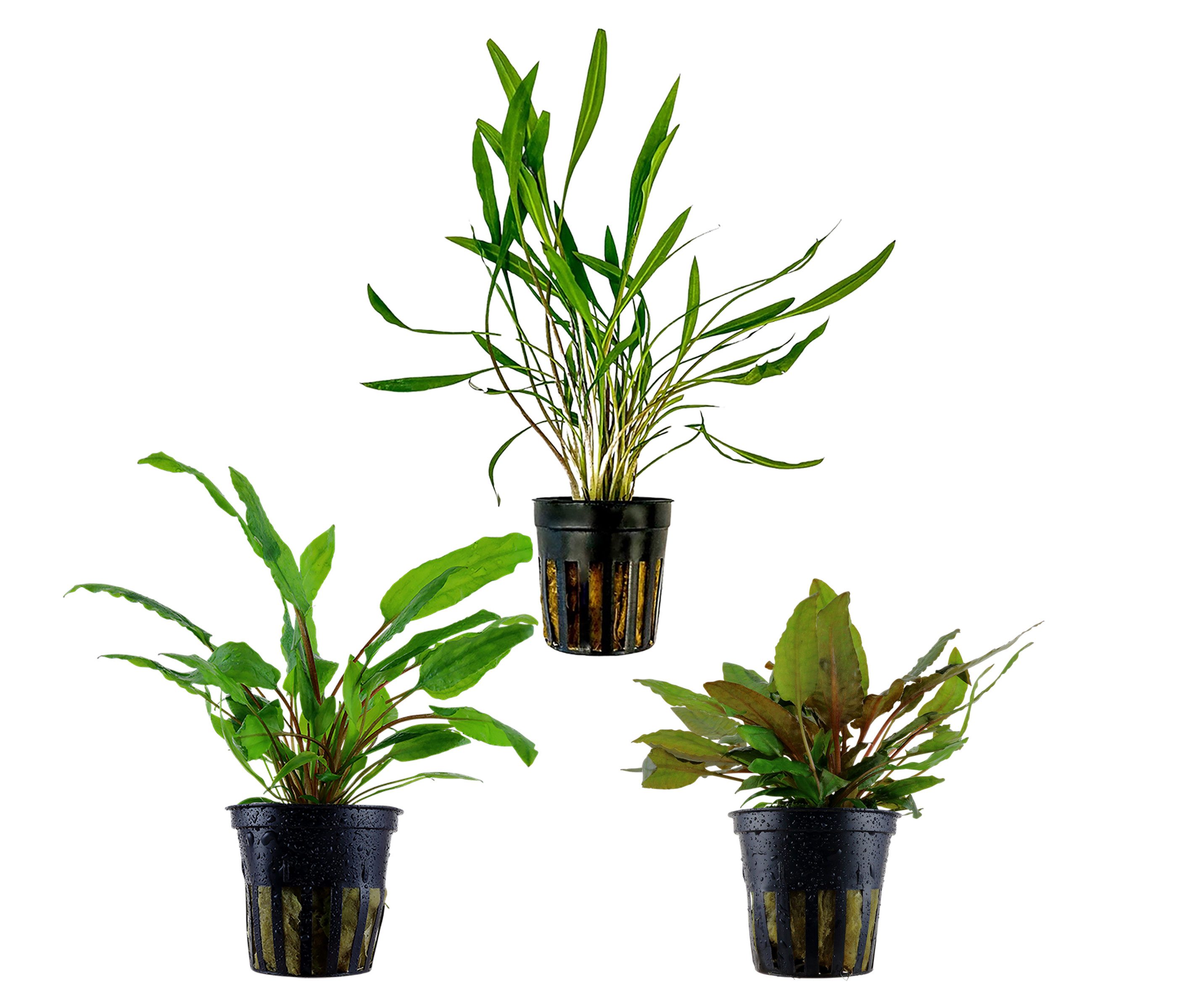 Dehner Wasserpflanze Aquarienpflanzen Set, 3-teilig, Cryptocoryne 238, je ca. 5-15 cm, robuste Wasserpflanzen für Süßwasser Aquarien