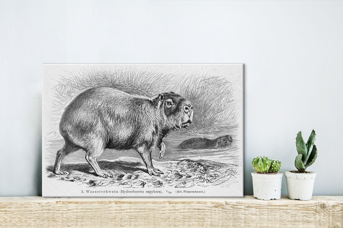 Illustration Aufhängefertig, eines in Eine Wasserschweins (1 cm Wanddeko, St), 30x20 Wandbild Leinwandbild Leinwandbilder, OneMillionCanvasses® Schwarz-Weiß,