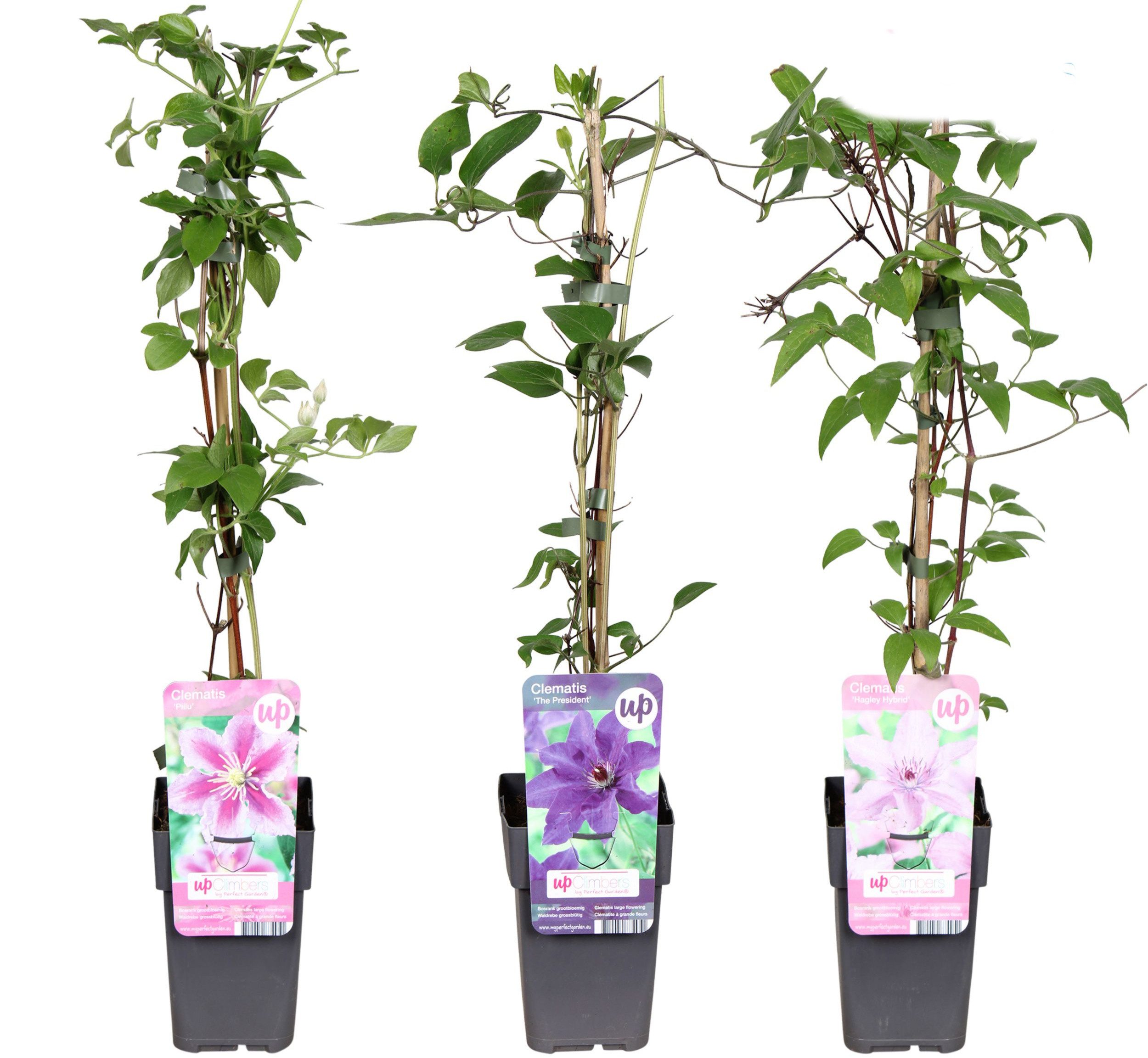 meinvipshop Kletterpflanze 3 x Clematis Kletterpflanze