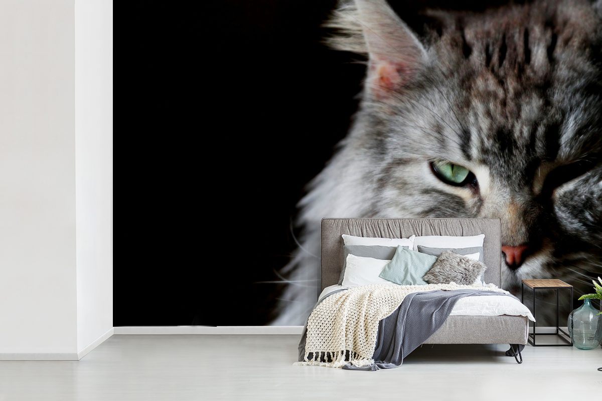 MuchoWow Fototapete Wallpaper Matt, St), für Vinyl Kinderzimmer, Tapete Schlafzimmer, einer bedruckt, graufarbigen Wohnzimmer, Coon Maine Porträt Katze, (6