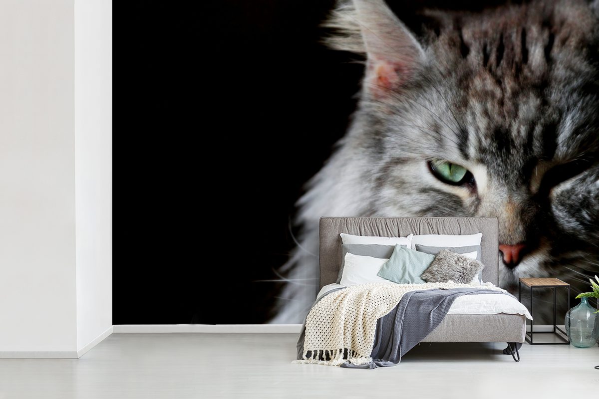 Matt, Wallpaper Porträt MuchoWow für einer Maine Coon graufarbigen Katze, Tapete (6 Vinyl Fototapete St), bedruckt, Wohnzimmer, Schlafzimmer, Kinderzimmer,