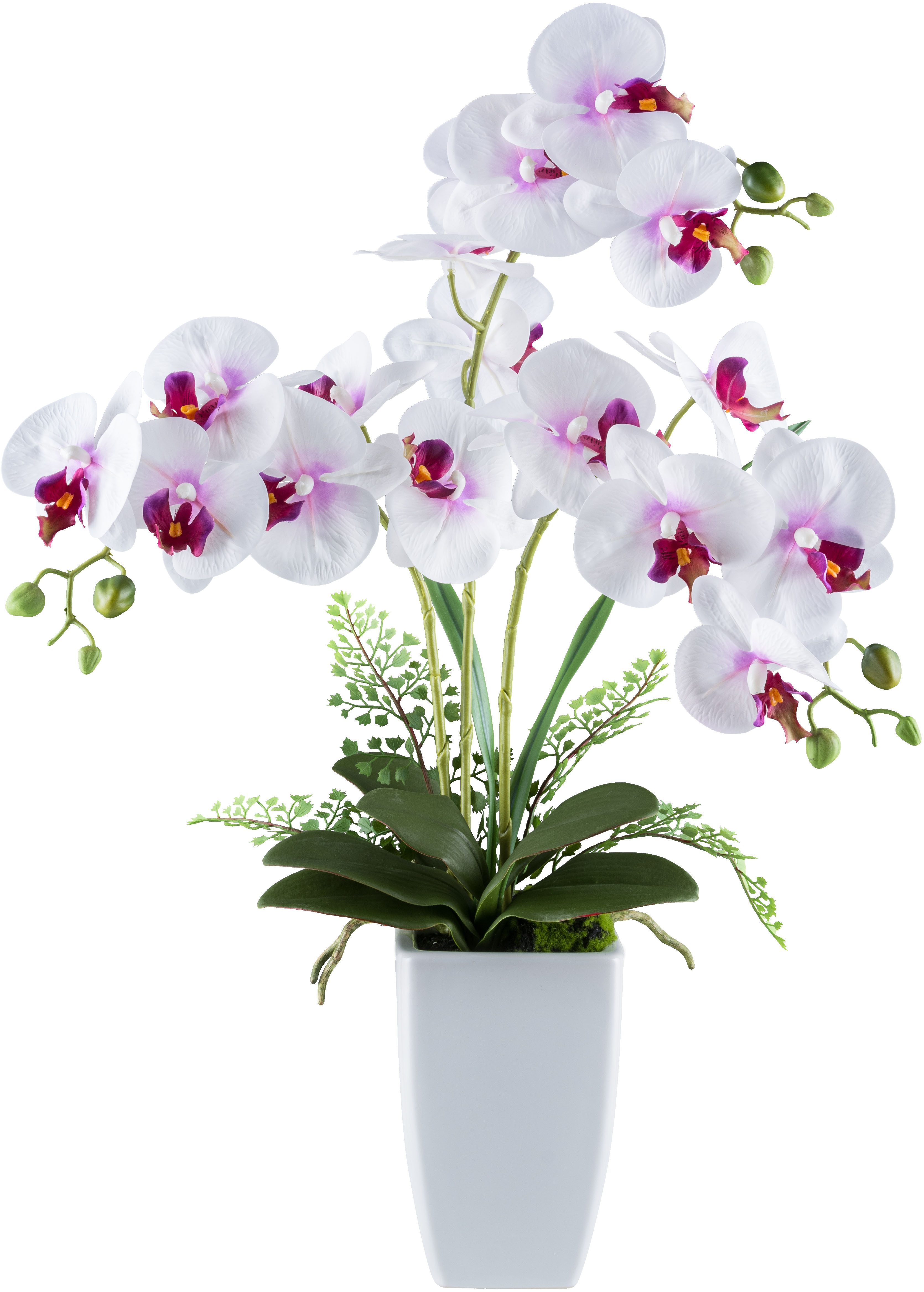 Kunstorchidee Orchidee Phalaenopsis, Creativ green, Höhe 67 cm, mit Farnzwe günstig online kaufen