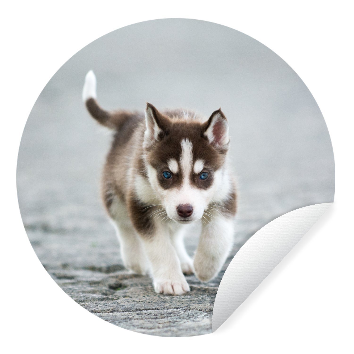 MuchoWow Wandsticker Husky-Welpe läuft über die Straße (1 St), Tapetenkreis für Kinderzimmer, Tapetenaufkleber, Rund, Wohnzimmer