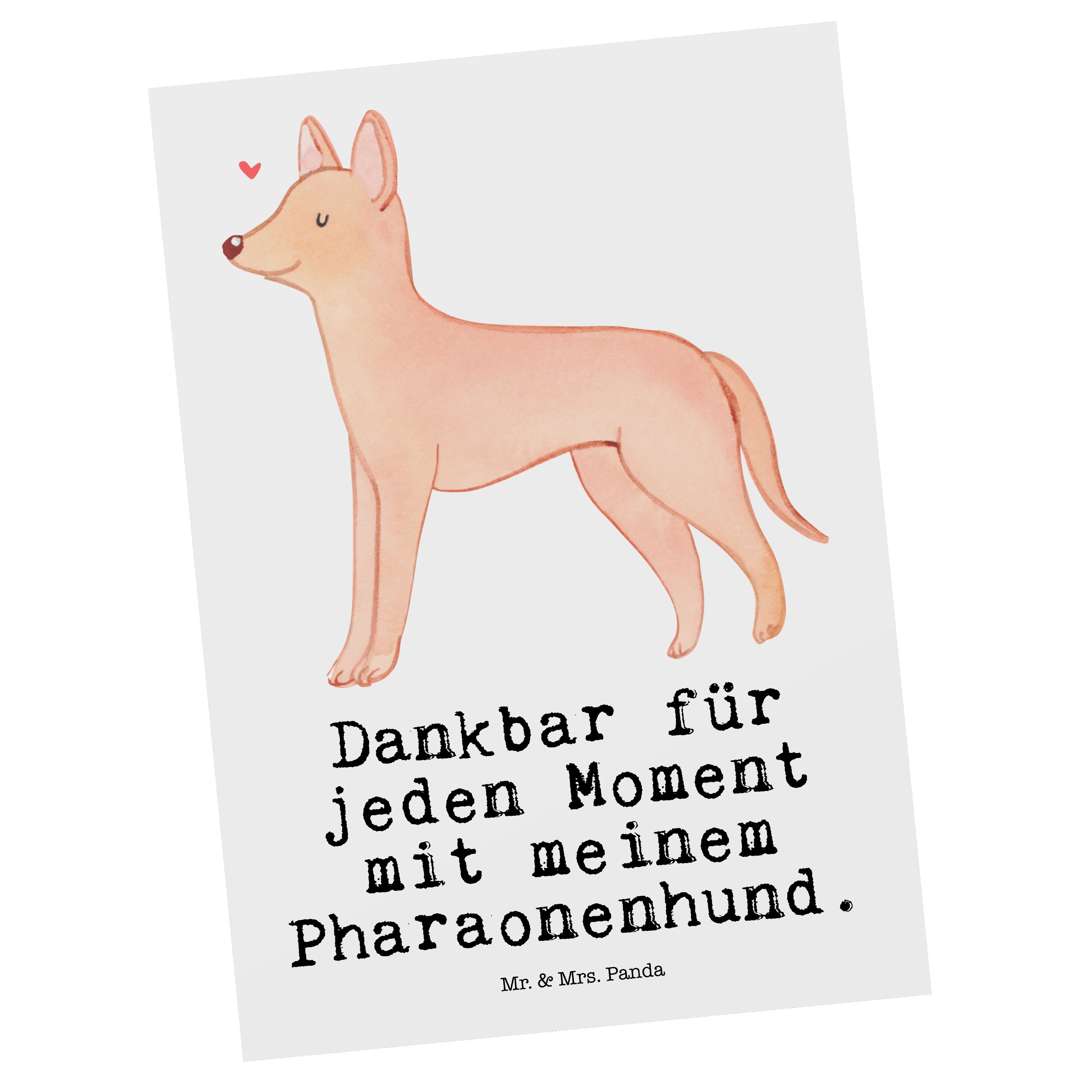 Mr. & Mrs. Panda Postkarte Pharaonenhund Moment - Weiß - Geschenk, Karte, Tierfreund, Ansichtska