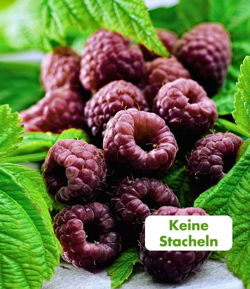 BALDUR Garten Obstpflanze Schwarze Himbeere 'Glen Coe', 1 St., Gesundheit, ertragreich, winterhart, mehrjährig, pflegeleicht