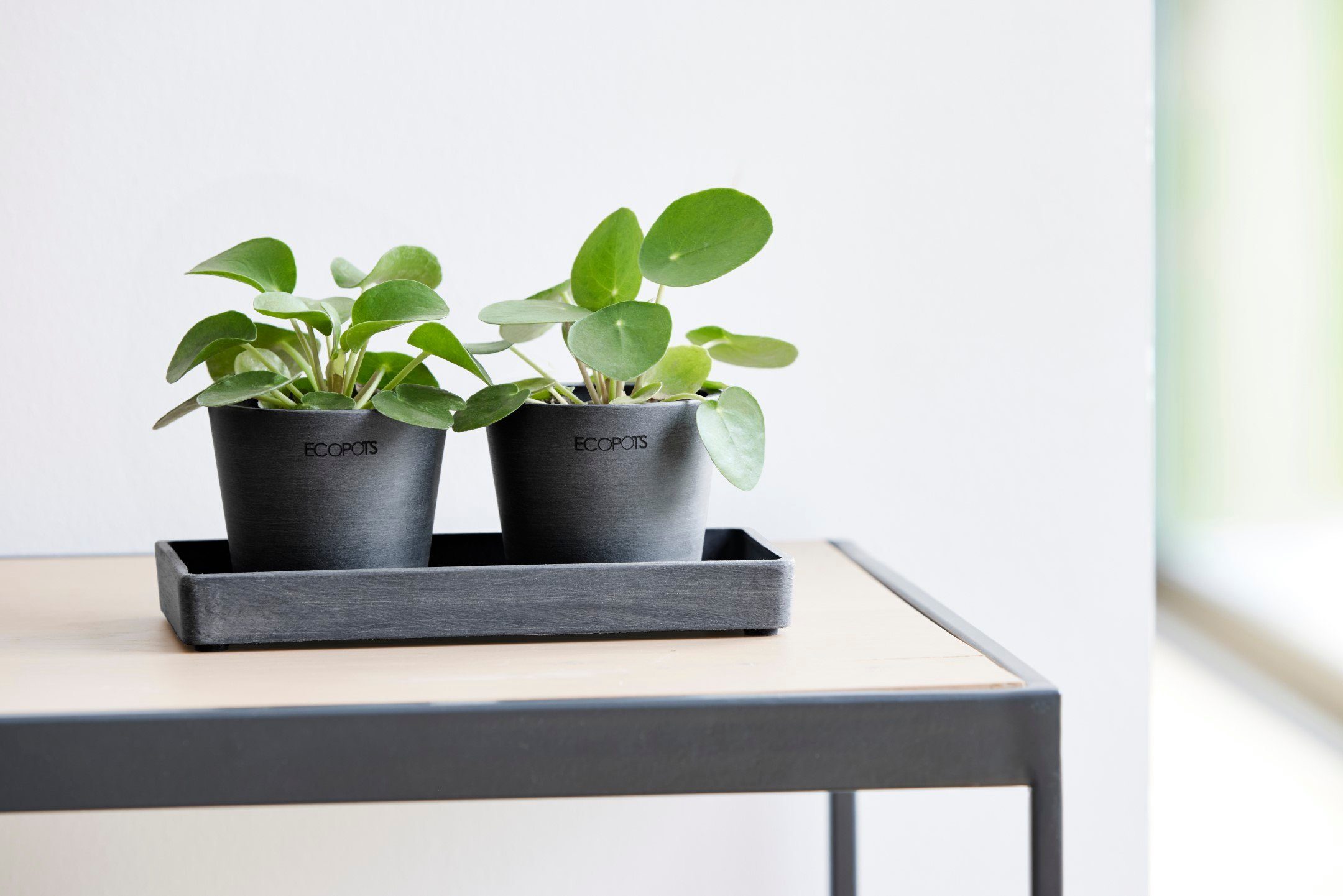 ECOPOTS Blumentopfuntersetzer DISPLAY PLATTER, für Ecopots günstig online kaufen