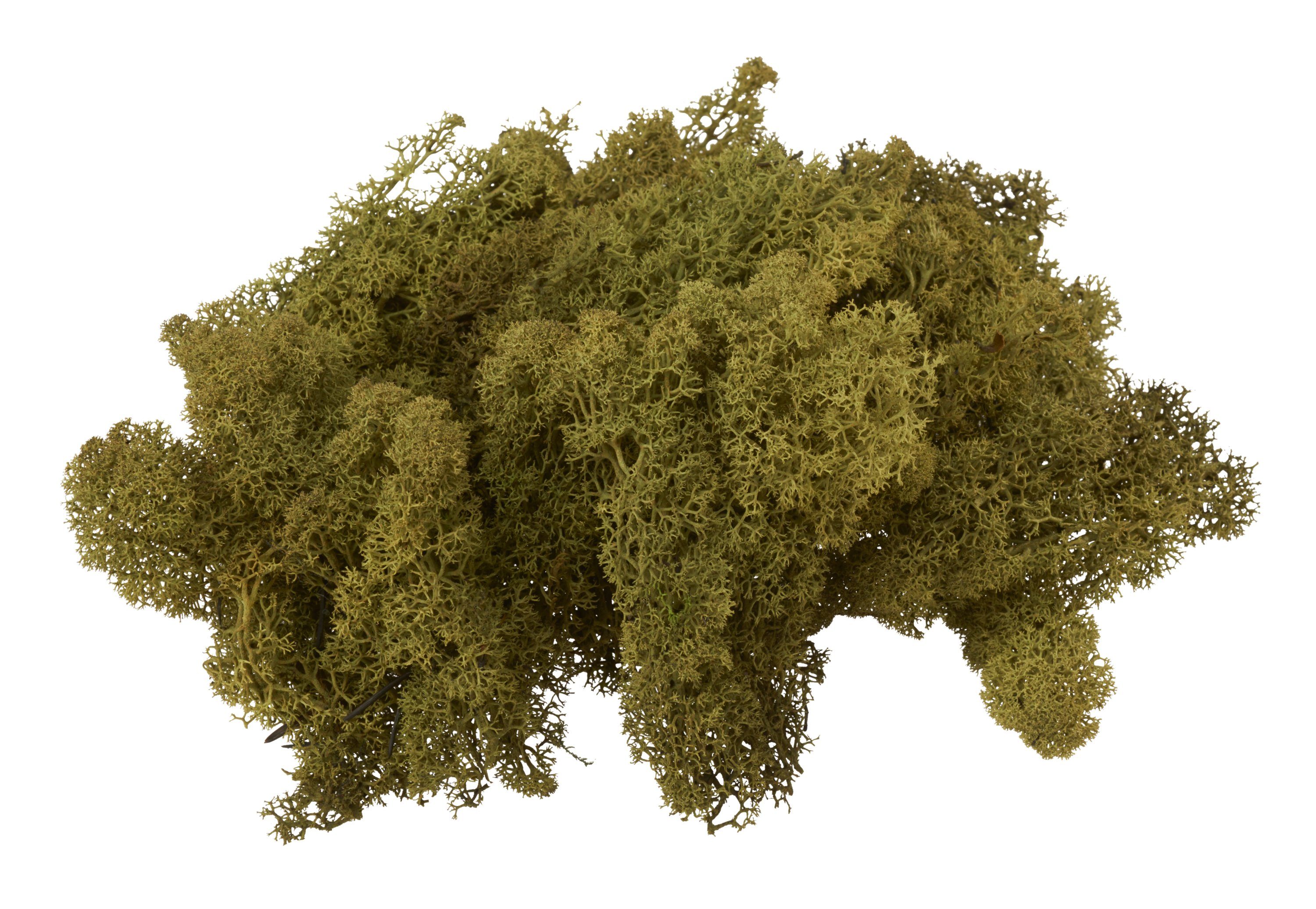 VBS Moos Island, 100 g