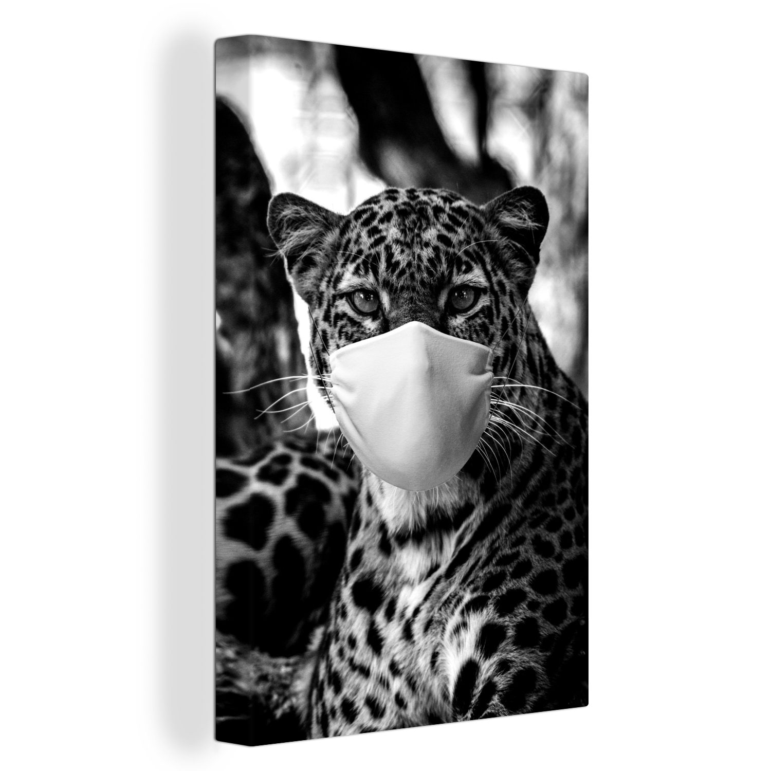 OneMillionCanvasses® Leinwandbild 20x30 Leinwandbild St), Mund inkl. (1 schwarz-weiß, und fertig Gepard Augen - cm Gemälde, strahlend blauen bespannt Zackenaufhänger, mit blauem