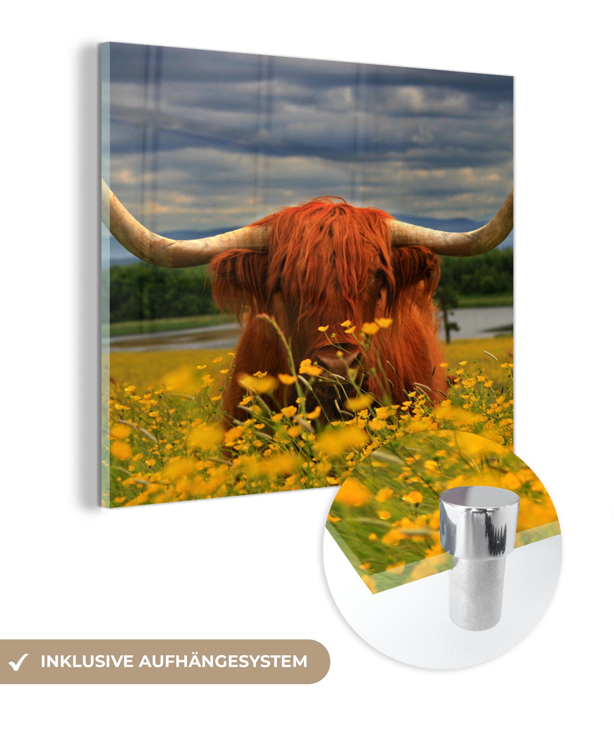 MuchoWow Acrylglasbild Schottischer Highlander - Tiere - Blumen, (1 St), Glasbilder - Bilder auf Glas Wandbild - Foto auf Glas - Wanddekoration