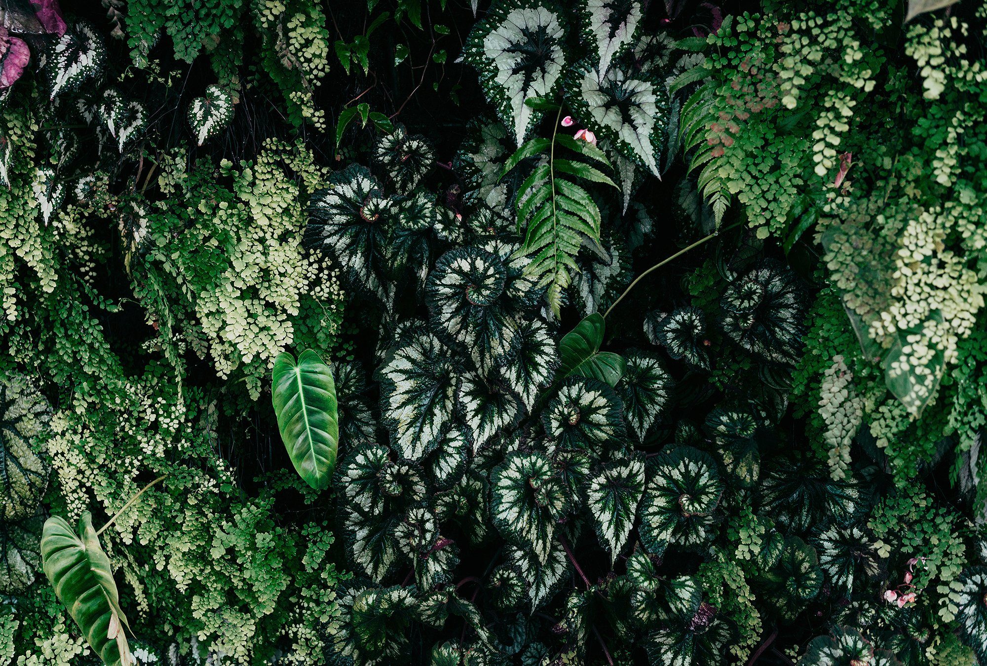 living walls Fototapete Walls by Patel Deep Green, glatt, Vlies, Wand grün