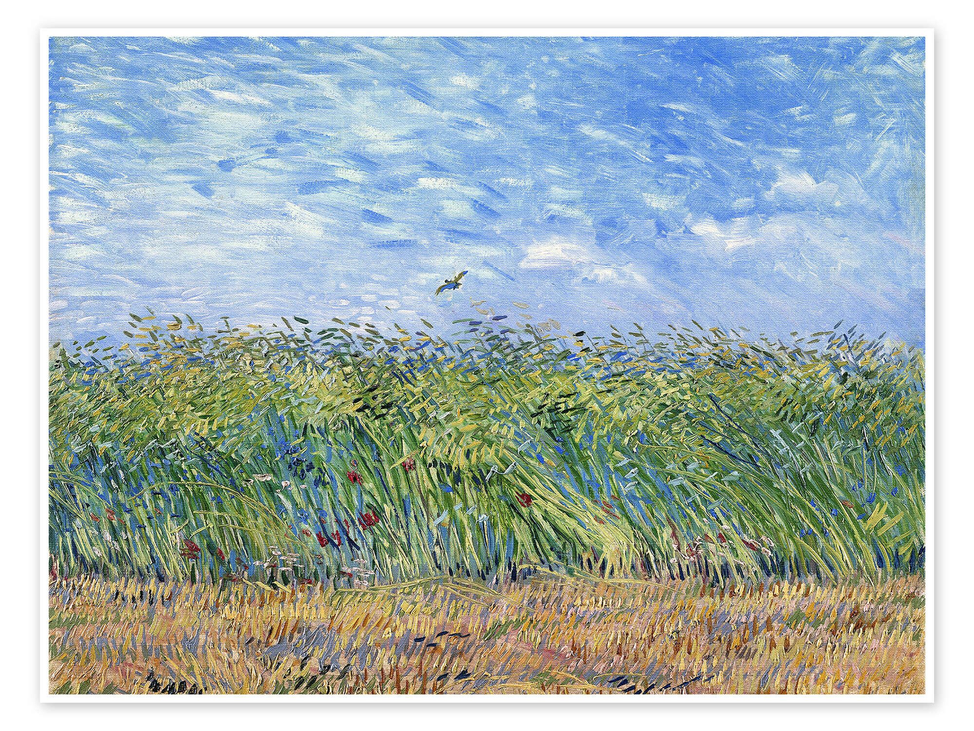 Posterlounge Wandbild Getreidefeld mit Mohnblumen und Rebhuhn, Vincent van Gogh, erhältlich als Poster, Leinwandbild, Wandsticker oder Acrylglasbild