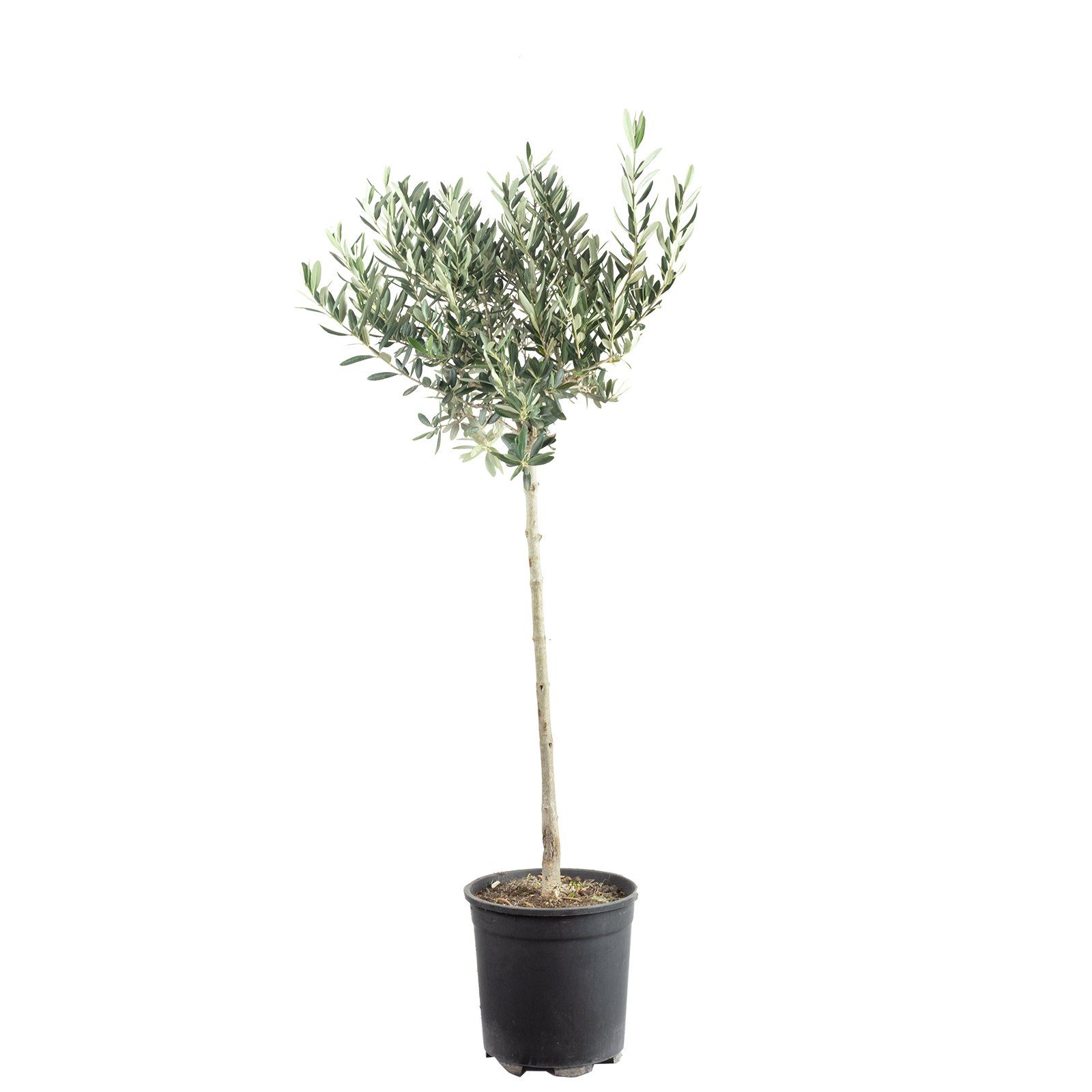 Flowerbox Kübelpflanzen Olivenbaum - Olea europaea, - Höhe ca. 110 cm, Topf-Ø 21 cm