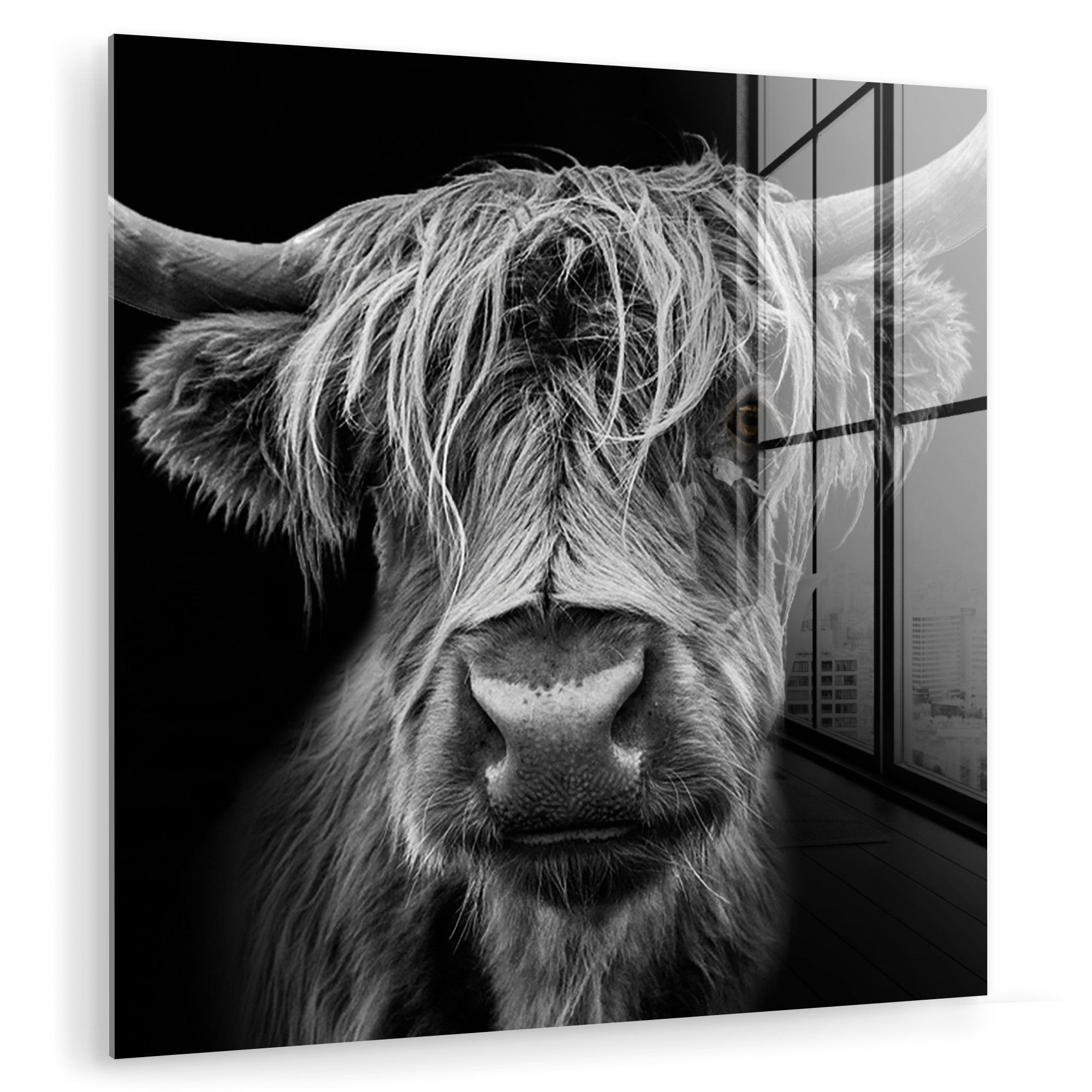 MuchoWow Acrylglasbild Schottischer Highlander - Hörner günstig online kaufen
