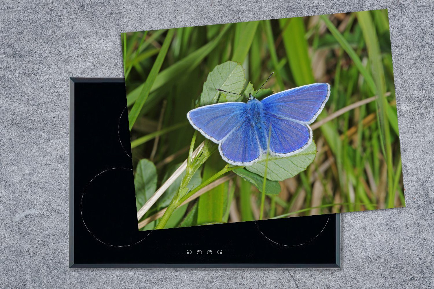 Schmetterling 70x52 (1 tlg), auf Ceranfeldabdeckung Vinyl, Ikarusblauer Blättern, cm, Arbeitsfläche Mobile nutzbar, MuchoWow Herdblende-/Abdeckplatte