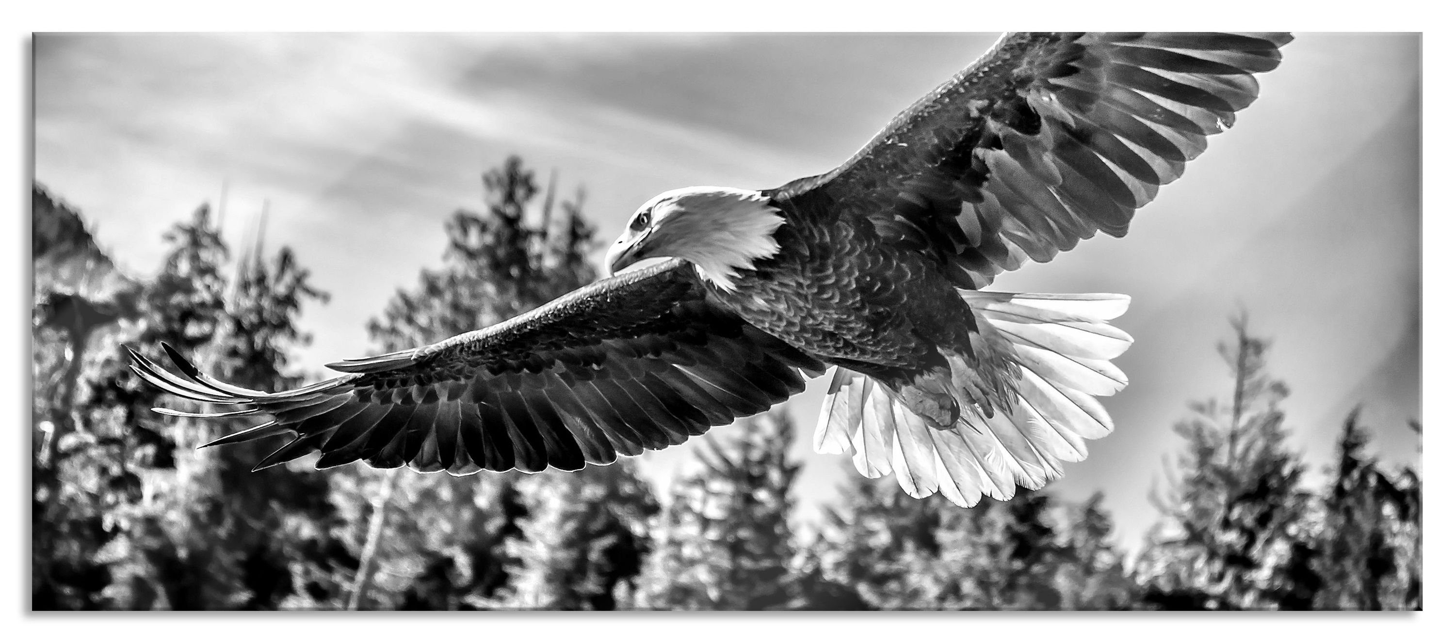 Pixxprint Glasbild Adler, Adler (1 St), Glasbild aus Echtglas, inkl. Aufhängungen und Abstandshalter