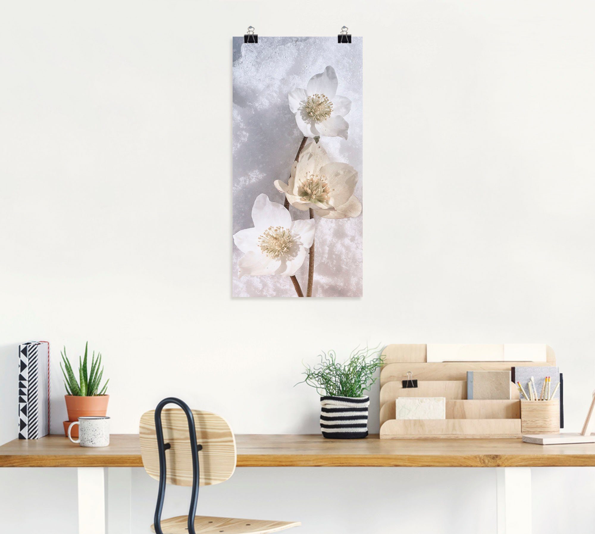 in Leinwandbild, Blumen St), Schnee, Poster (1 Alubild, Wandaufkleber Wandbild als oder Christrose Größen im versch. Artland