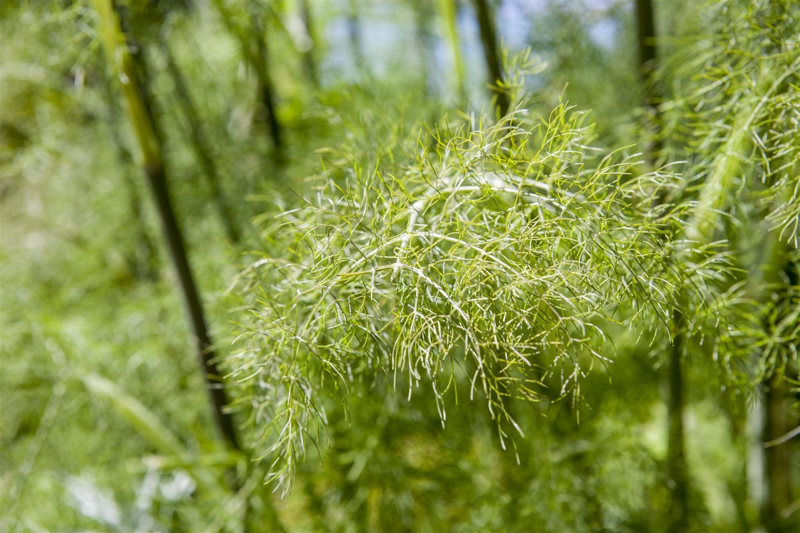 Pflanzen für Dich Staude Foeniculum vulg. Bronce, 1 St., Bronzefenchel, Bronze-Fenchel, Wilder Fenchel