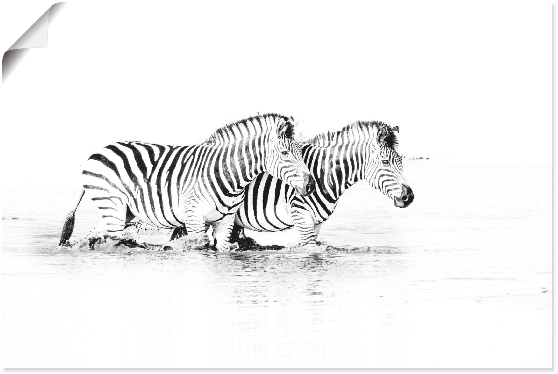 Artland Wandbild Zebras parallel im Wandaufkleber in als (1 Größen St), oder Wasser, Poster versch. Leinwandbild, Alubild, Bilder Zebra