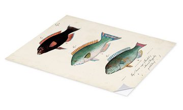 Posterlounge Wandfolie Vision Studio, Antikes Fisch-Trio II, Badezimmer Maritim Illustration