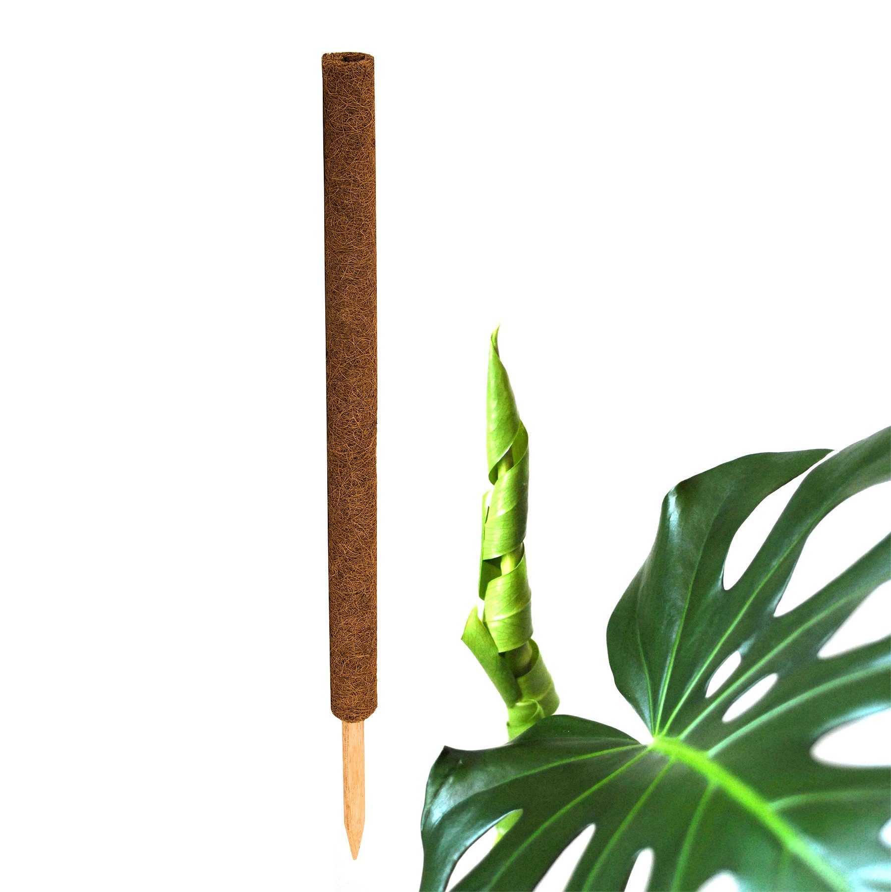 BigDean Ranksäule Kokos Pflanzstab 80cm Rankstab Kokosfaserstab Set, 1 St., Rankstab / Rankstäbe, Rankhilfe, Natur, Kokos, Monstera Rankstab, Kombinierbar