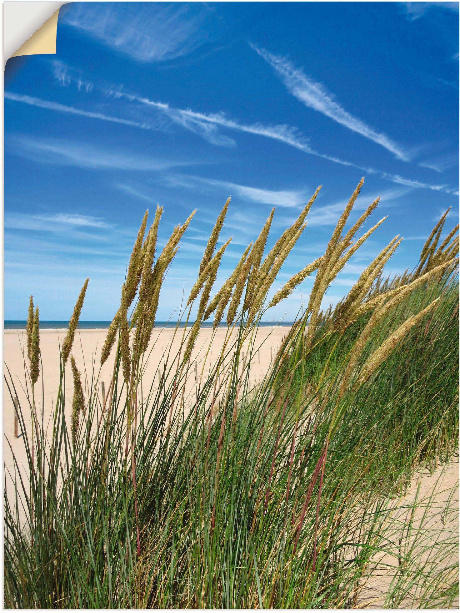 Artland Wandbild Blühendes Strandgras, Strand (1 St), als Alubild, Leinwandbild, Wandaufkleber oder Poster in versch. Größen