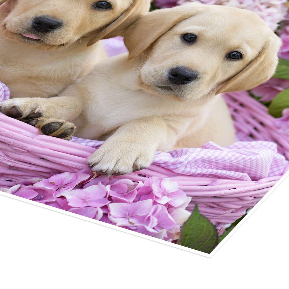 Posterlounge Wandbild Labradorwelpen im Körbchen, Greg Cuddiford, erhältlich als Poster, Leinwandbild, Wandsticker oder Acrylglasbild