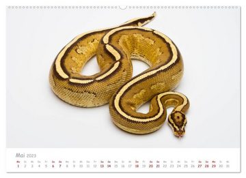 CALVENDO Wandkalender Königspythons - bunte Schlangen (Premium, hochwertiger DIN A2 Wandkalender 2023, Kunstdruck in Hochglanz)