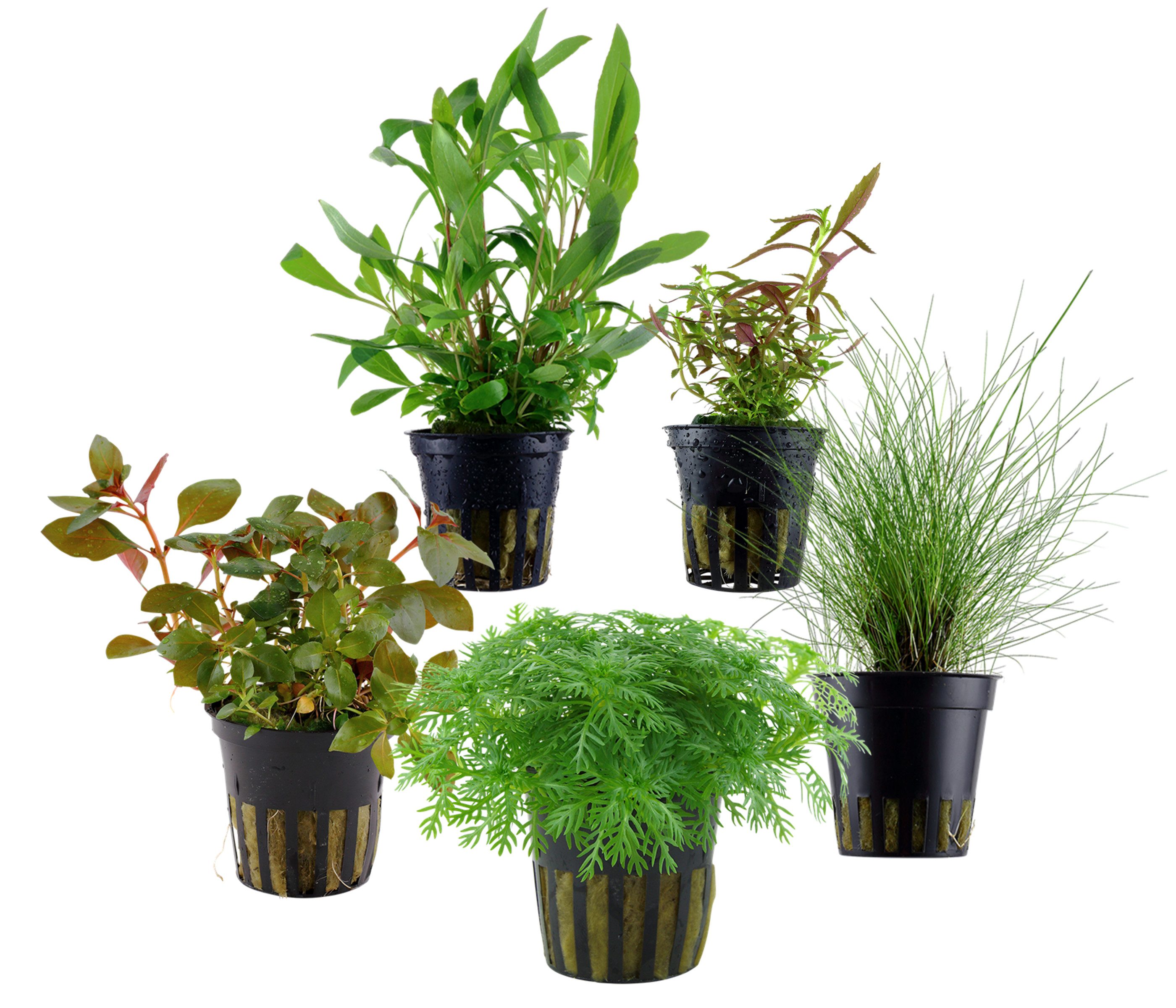 Dehner Wasserpflanze Aquarienpflanzen Set, 5-teilig, Einsteiger 210, je ca. 3-15 cm, robuste Wasserpflanzen für Süßwasser Aquarien