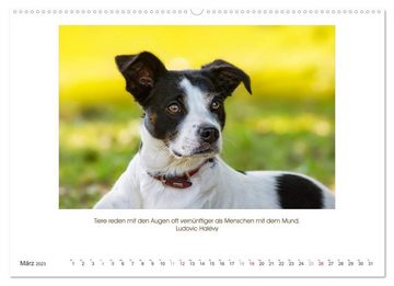 CALVENDO Wandkalender Der Tierkalender mit Zitaten, Weisheiten und Sprüchen (Premium, hochwertiger DIN A2 Wandkalender 2023, Kunstdruck in Hochglanz)