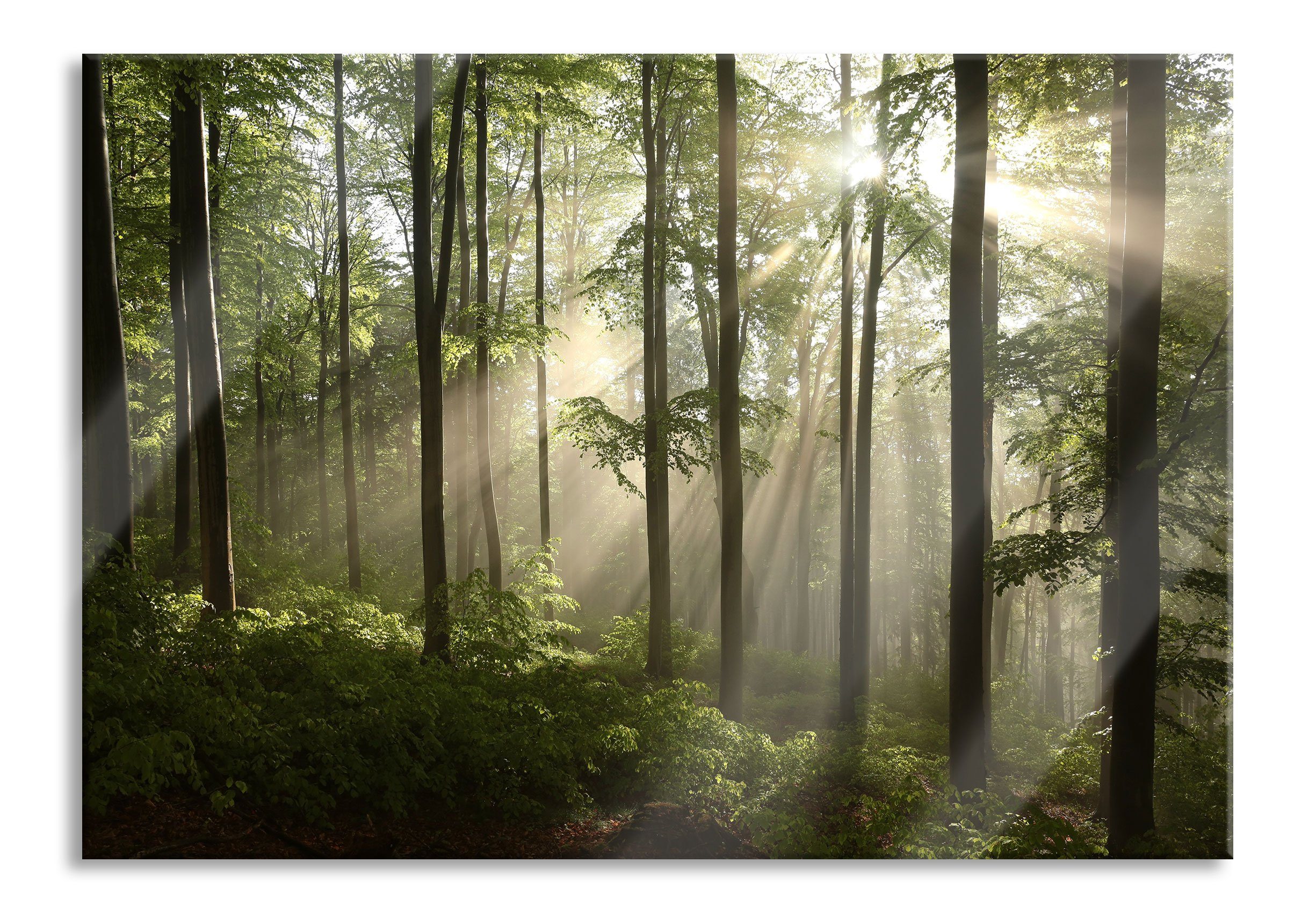St), Echtglas, inkl. im Wald Wald, Glasbild aus Pixxprint Glasbild (1 Sonnenstrahlen Abstandshalter und Aufhängungen im Sonnenstrahlen