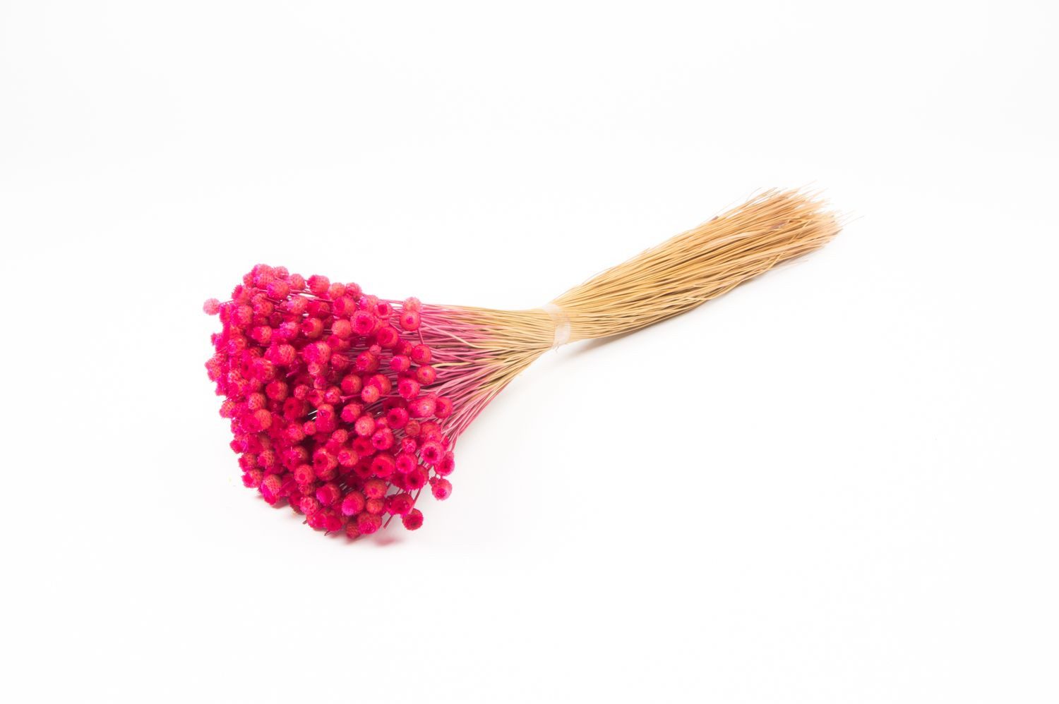 Trockenblume Trockenstrauß Mittelmeer-Strohblume AKALITI, pink, 4, INNA-Glas, Höhe 55.0 cm