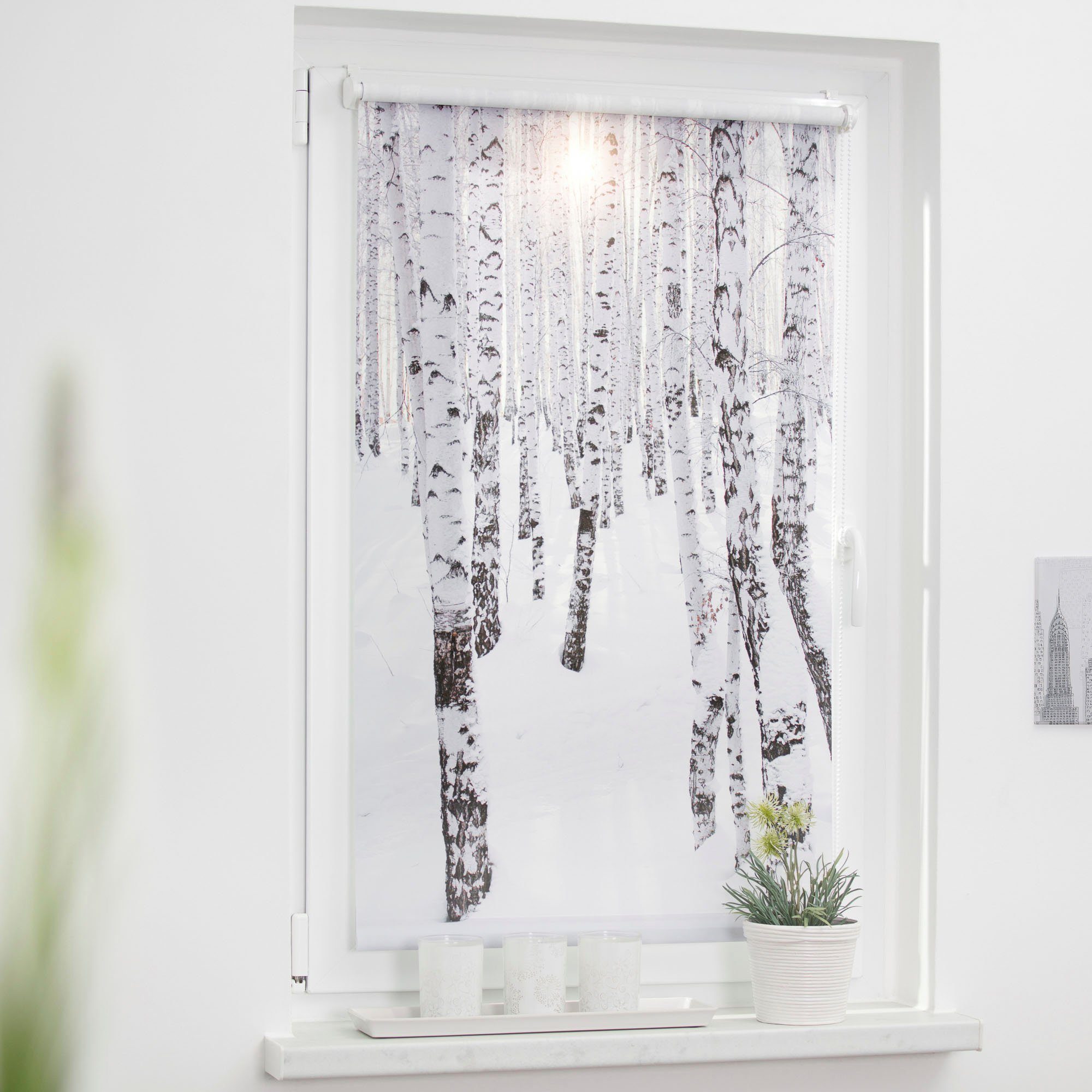 Seitenzugrollo Klemmfix Motiv Birkenwald, LICHTBLICK ORIGINAL, günstig online kaufen