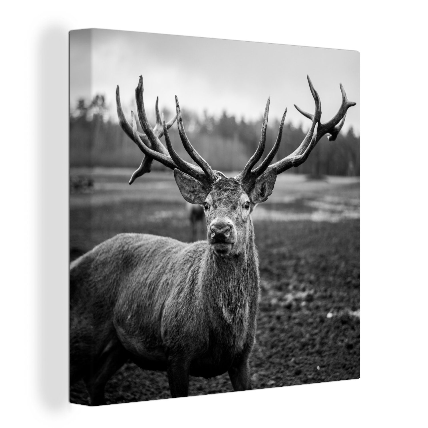 OneMillionCanvasses® Leinwandbild Tiere - Hirsch - Geweih - Schwarz und weiß - Natur, Fotodruck (1 St), Wandbild, Deko Schlafzimmer Wohnzimmer Flur 20x20 cm