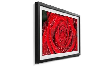 WandbilderXXL Bild mit Rahmen Morning Rose, Blumen, Wandbild, in 4 Größen erhältlich
