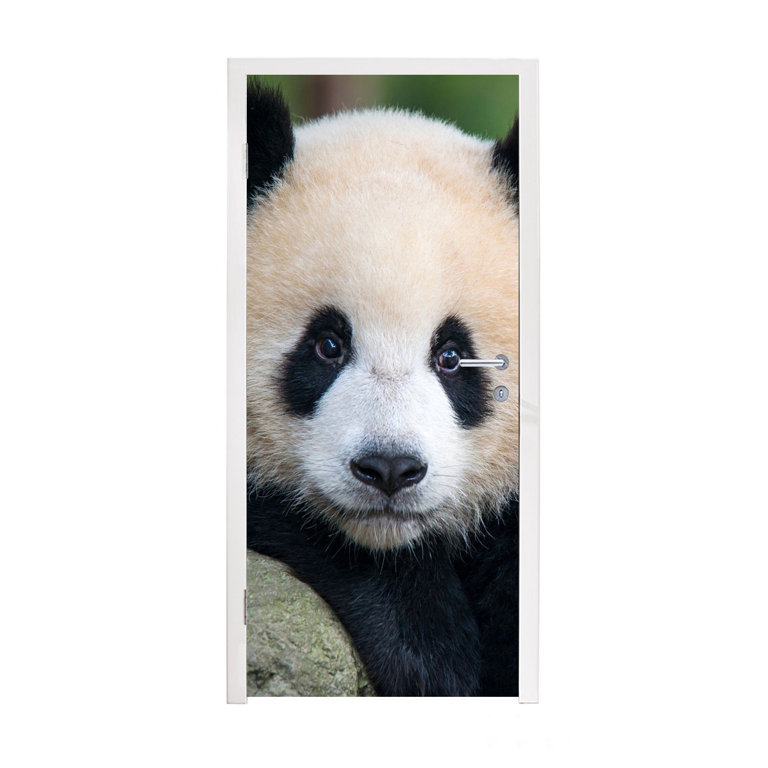 MuchoWow Türtapete Panda Matt, St), - 75x205 (1 Fototapete Tür, bedruckt, Türaufkleber, - - cm Stein, für Wildtiere Porträt