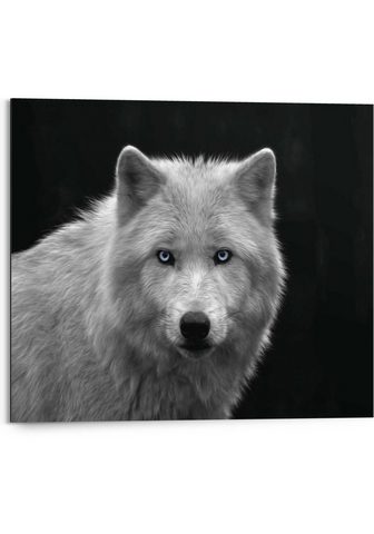 Reinders! paveikslas Weißer Wolf