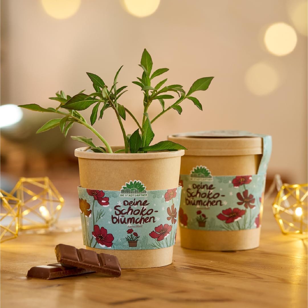 Die Stadtgärtner Anzuchttopf Schokoblume Anzuchtset von "Die Stadtgärtner", günstig online kaufen