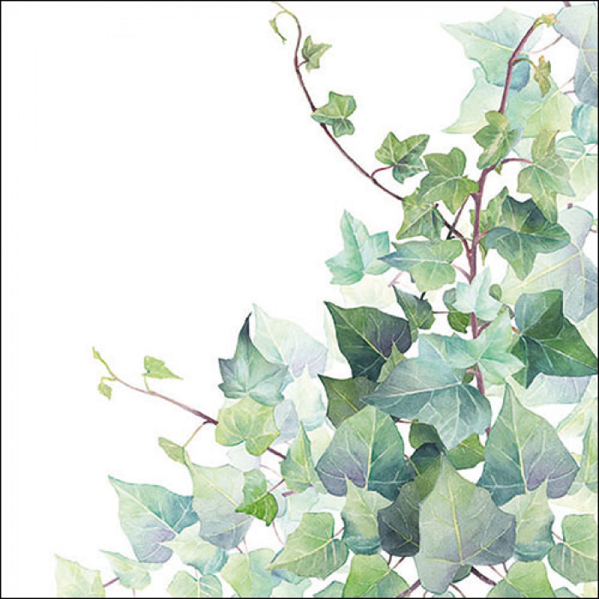 Ambiente Luxury Paper Products Papierserviette, Servietten Papier 33x33cm 3-lagig mit Efeu Motiv in Aquarell 20 Stück