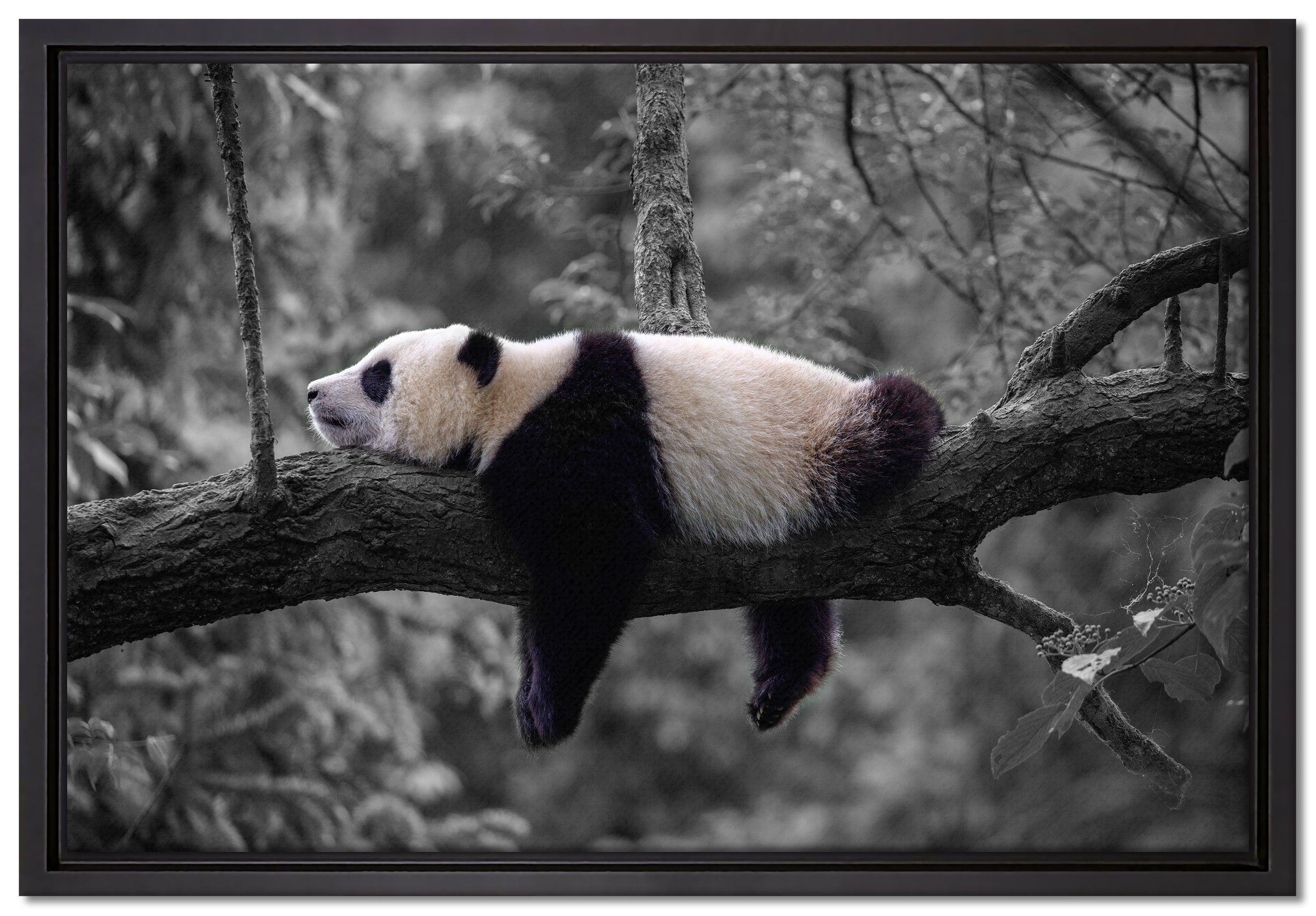Pixxprint Leinwandbild Schlafender Panda auf Baumstamm B&W Detail, Wanddekoration (1 St), Leinwandbild fertig bespannt, in einem Schattenfugen-Bilderrahmen gefasst, inkl. Zackenaufhänger