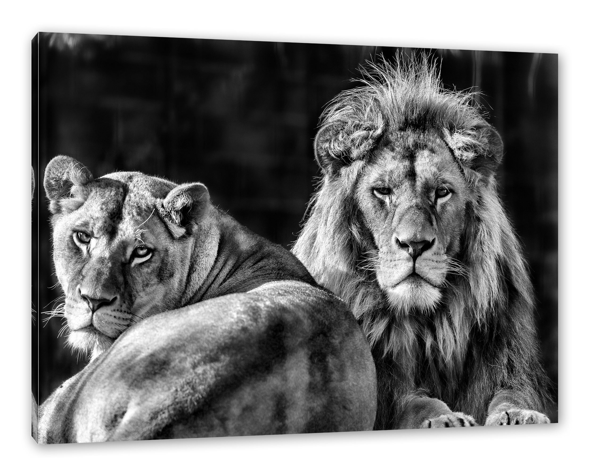 Pixxprint Leinwandbild schönes Löwenpaar, schönes Löwenpaar (1 St), Leinwandbild fertig bespannt, inkl. Zackenaufhänger
