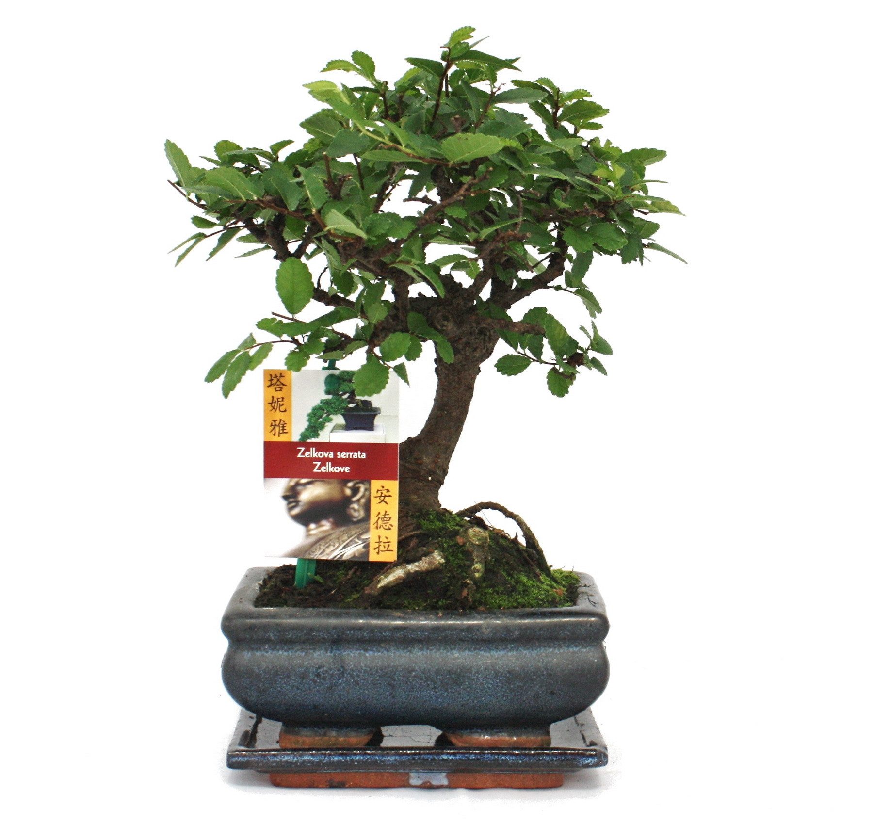 Exotenherz Zimmerpflanze Bonsai Chinesische Ulme - Ulmus parviflora - ca. 6 Jahre - Kugelform